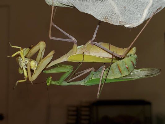 Giant Asian Mantis Adult Breeding Pair