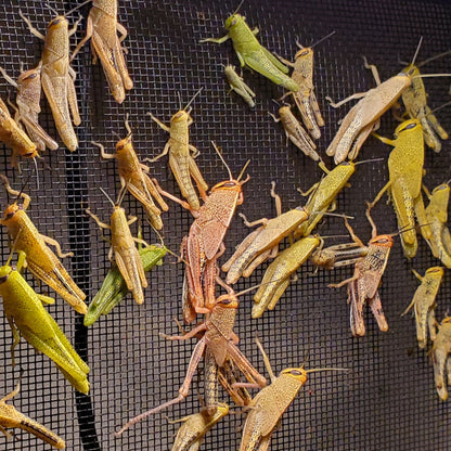 Feeder Grasshopper Nymphs - 30 count medium