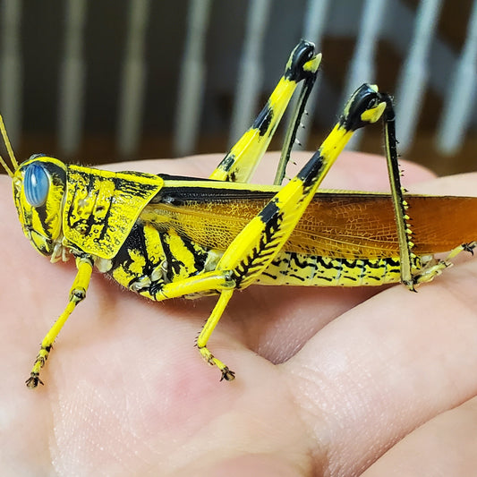 Feeder Spotted Bird Grasshopper Adults - 20 count Jumbo Breeders