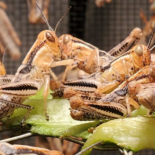Feeder Grasshopper Nymphs - 30 count medium