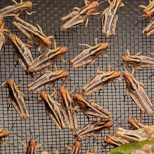 Feeder Grasshopper Nymphs - 30 count small